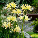 Straw Lycoris, 1 Bulb