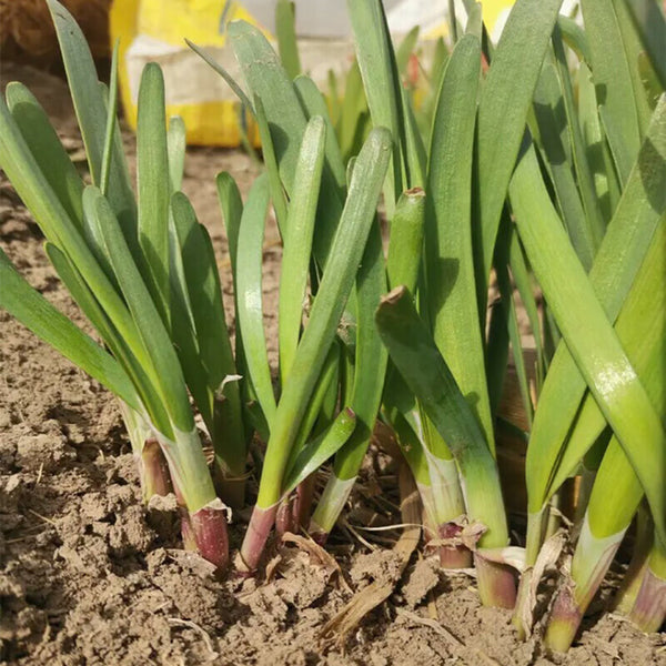 Shandong Red-Root Leek Seeds, 30g