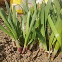 Shandong Red-Root Leek Seeds, 30g