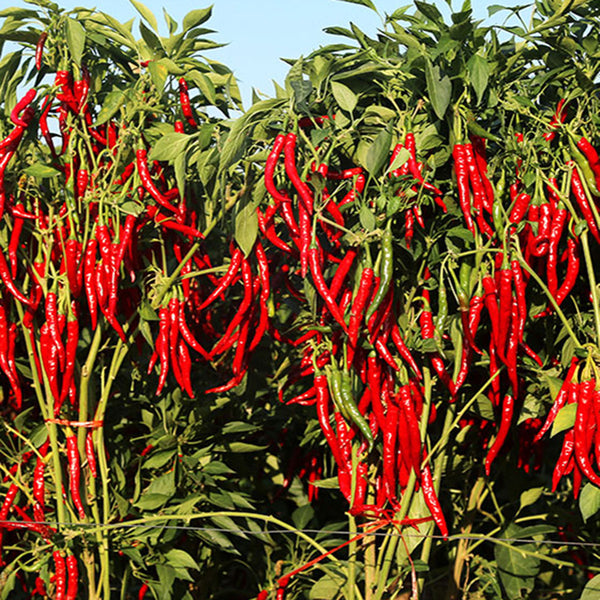 Chaodi Pepper Seeds, 0.3g