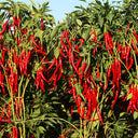 Chaodi Pepper Seeds, 0.3g