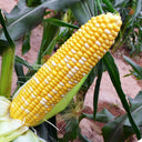 'Etianyu No.3' Corn Seeds