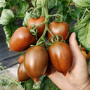 Purple Roman Tomato Seeds, 10 Seeds