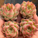 Echeveria 'Blue Light', 3pcs x 1-head