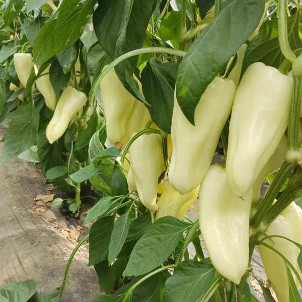 Specialty White Chili Pepper, 10 Seeds