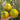 779 Spear's Tennessee Green Tomato, 5 Seeds