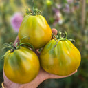 779 Spear's Tennessee Green Tomato, 5 Seeds