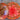 851 Roger Z Tomato, 5 Seeds