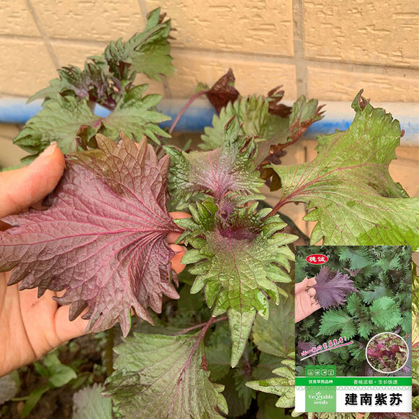 Jiannan Perilla Seeds, 20g