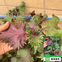 Jiannan Perilla Seeds, 20g