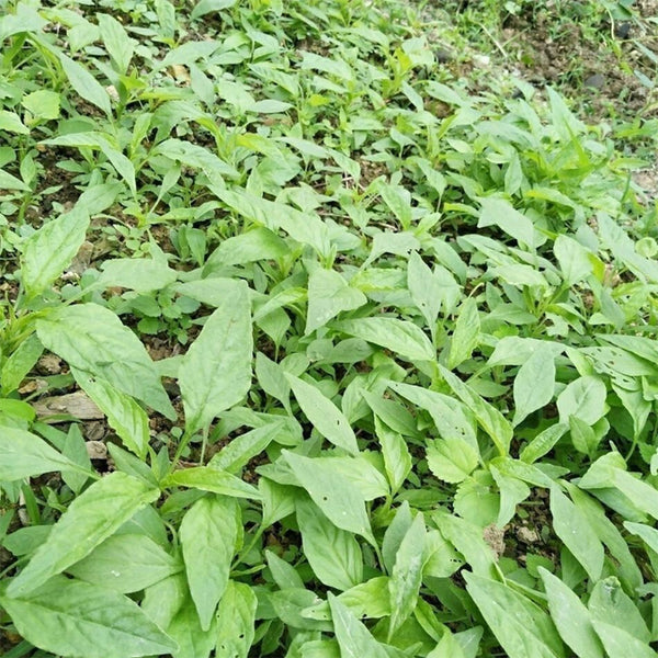 Willow-Leaf Amaranth Seeds, 10g