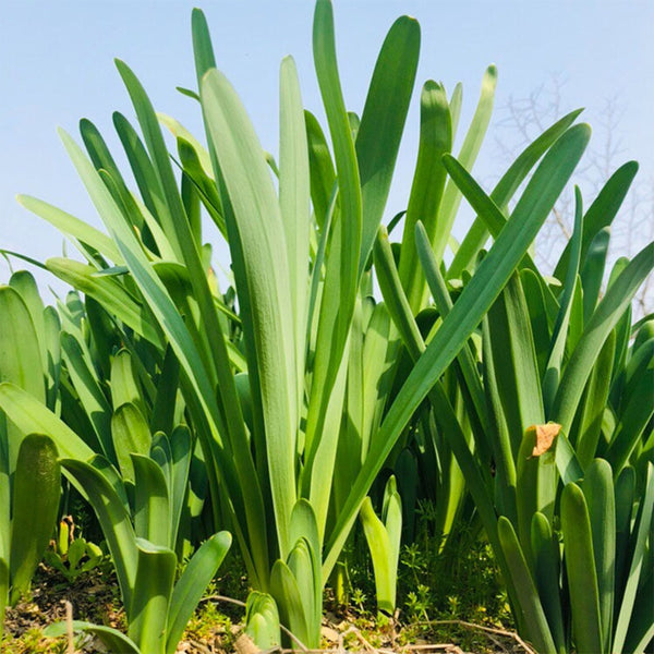 Long-Tube Lycoris, 1 Bulb