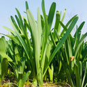 Long-Tube Lycoris, 1 Bulb