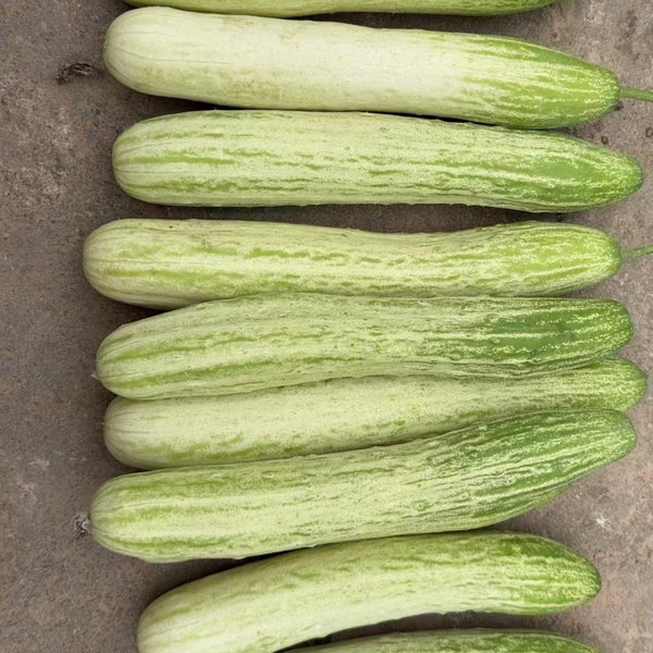 Yanbai No.7 White Cucumber Seeds, 10g