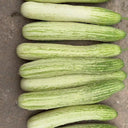 Yanbai No.7 White Cucumber Seeds, 10g