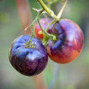 'Indigo Blue Beauty' Tomato, 15 Seeds