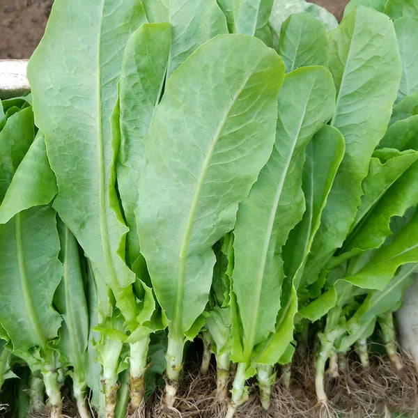 Agricultural Research Round-Leaf Lettuce Seeds, 10g