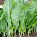 Agricultural Research Round-Leaf Lettuce Seeds, 10g