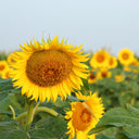 Super Giant Edible Sunflower Seeds, 10g