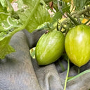 'Surprise Green Cream' Tomato Seeds, 5 Seeds