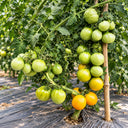 493 Honey Pear Tomato, 5 Seeds