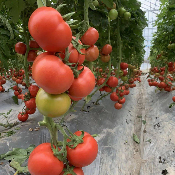 Pink Emperor Tomato Seeds, 1000 Seeds