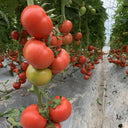 Pink Emperor Tomato Seeds, 1000 Seeds