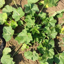 Chinese Mallow Seeds, 10g