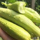 Spineless Creamy Cucumbers Seeds, 50 Seeds