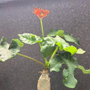 TD001 Jatropha podagrica, 1 Live Plant