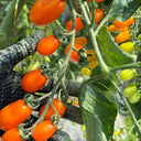 Orange Fountain Tomato Seeds, 5 Seeds