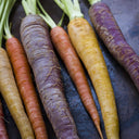 Rainbow Carrot, 1500 Seeds