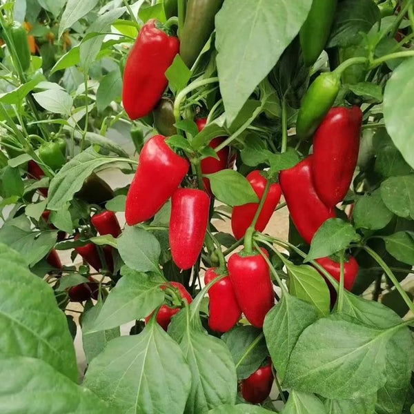 Mini Red Sweet Pepper, 10 Seeds
