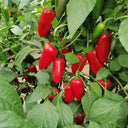 Mini Red Sweet Pepper, 10 Seeds