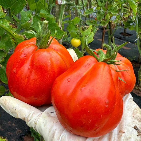 Camille Tomato, 10 Seeds