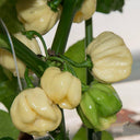 White Habanero Pepper, 5 Seeds