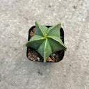Pentagonal Glazed Bishop's Cap Live Cactus