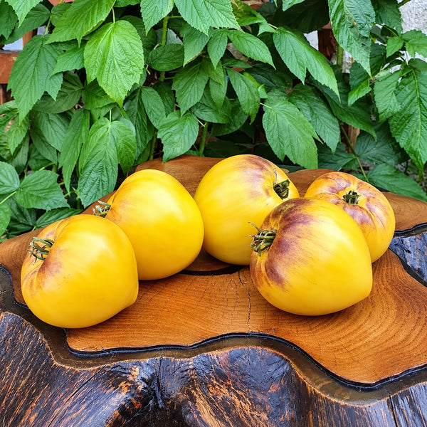 121 Sgt. Pepper's Yellow Tomato, 5 Seeds