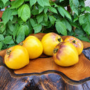 121 Sgt. Pepper's Yellow Tomato, 5 Seeds