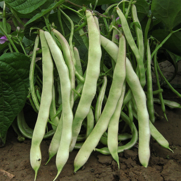 Didouwang No.1 Kidney Bean Seeds, 10g Per Bag