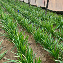 Purple-rooted Chinese Chives Seeds, 5 × 5g Bags