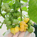 Dean's Chickie Cherry Tomato Seeds, 5 Seeds