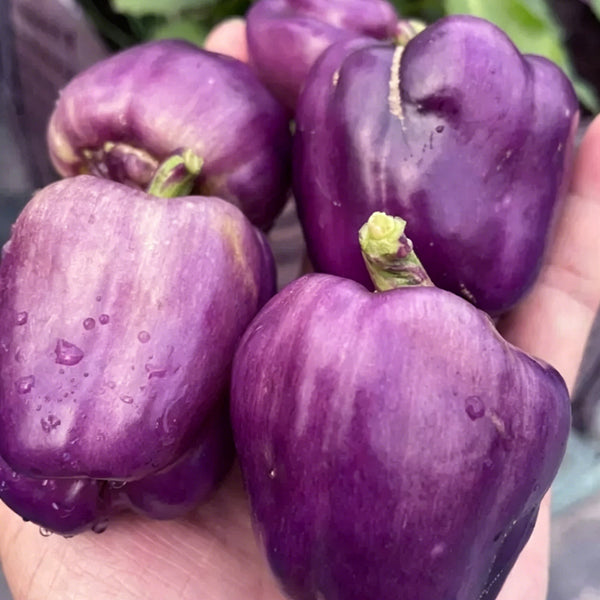 Shouhe Amethyst Sweet Pepper, 20 Seeds