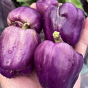 Shouhe Amethyst Sweet Pepper, 20 Seeds