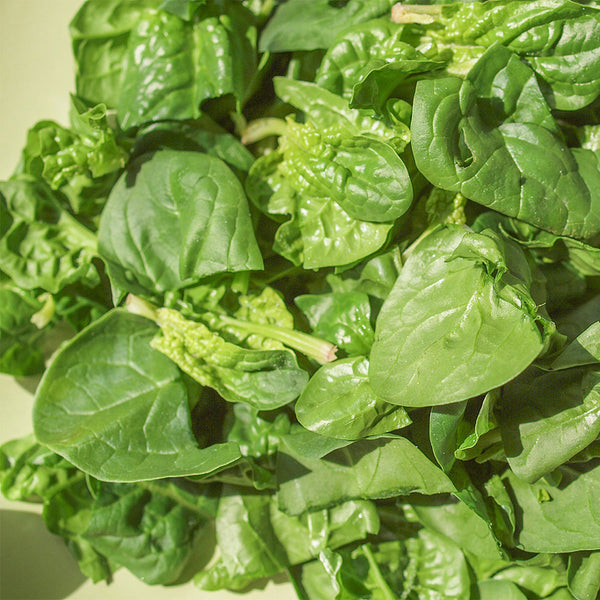 'Nongdianzan' Creamy Malabar Spinach Seeds, 10g