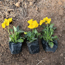 Super Bingo Series Yellow Pansy Seeds, 100 Seeds