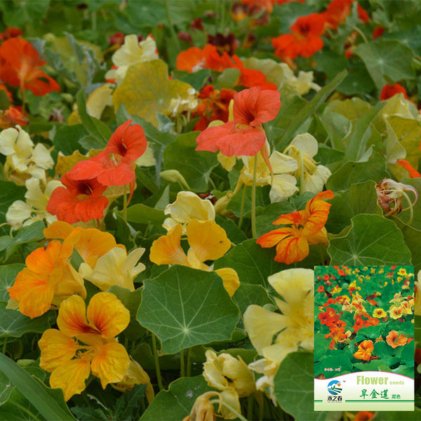 Hezhichun Mixed Color Nasturtium Seeds, 10g