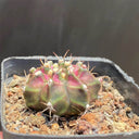 Gymnocalycium mihanovichii 'T-lux' Hybrid, 3cm