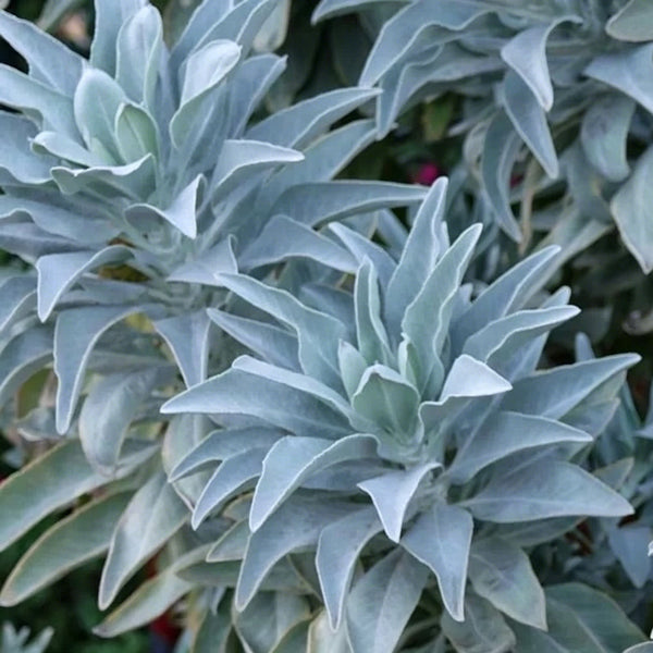 California White Sage, 5 Seeds