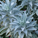 California White Sage, 5 Seeds